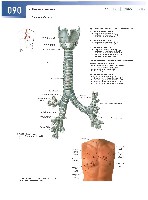 Sobotta  Atlas of Human Anatomy  Trunk, Viscera,Lower Limb Volume2 2006, page 97